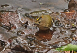 Goldcrest - Regulus regulus