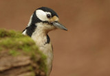 Greater Spotted Woodpecker