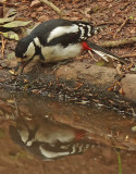 Greater Spotted Woodpecker