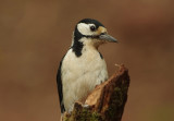 Greater Spotted Woodpecker