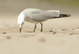  Audouines Gull - Ichthyaetus audouinii