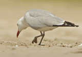  Audouines Gull - Ichthyaetus audouinii