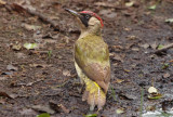 Green Woodpecker