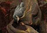 Nuthatch  - Sitta europaea