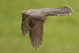 Cuckoo - Cuculus canorus