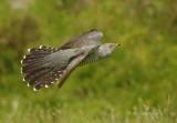 Cuckoo - Cuculus canorus