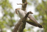 Cuckoo - Cuculus canorus