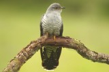 Cuckoo - Cuculus canorus