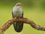 Cuckoo - Cuculus canorus