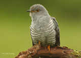 Cuckoo - Cuculus canorus