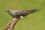 Cuckoo - Cuculus canorus