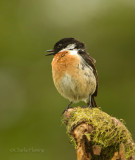 Saxicola rubicola hibernans