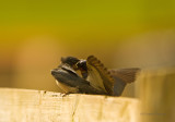 Swallow - Hirundo rustica