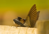 Swallow - Hirundo rustica