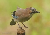 Jay - Garalus glandiarus