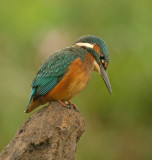 Common Kingfisher - Alcedo athis