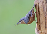 Nuthatch - Sitta europaea