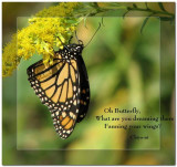 Haiku:  Dreaming butterfly