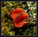 Eyelash fungus (<em>Scutellinia scutellata</em>)