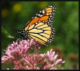 Monarch butterfly (<em>Danaus plexippus</em>)on Joe-pye-weed