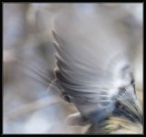 A flurry of wings