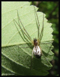 Probably Filmy dome spider (<em>Neriene</em>), female