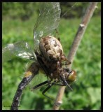 Bridge orb weaver (<em>Larinioides</em>), female,  with prey