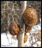 Oak rough bullet galls on Bur Oak