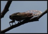 Cicada in sunlight  (<em>Neotibicen canicularis</em>)