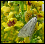 Carrot seed moth (<em>Sitochroa palealis</em>), #4986.1