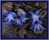 Glory-of-the-snow <em>Chionodoxa</em>)