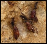 Pupal cases of moths