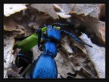 Blister beetle (<em>Meloe</em> sp)