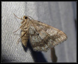 Moth