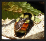 Tricolored bumblebee (<em>Bombus ternarius</em>)