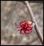 Beaked hazel flower (female) (<em>Corylus cornuta</em>)