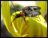 False blister beetles (<em>Asclera ruficollis</em>)