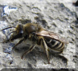 Plasterer bee (<em>Colletes</em> sp.)
