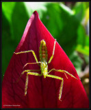Pale green assassin bug nymph (<em>Zelus luridus</em> sp.) on Red Trillium