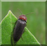 Click beetle, probably Melanotus leonard