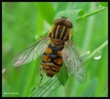 Hover Fly  (<em>Parhelophilus</em>)