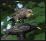 European starlings, juvenile and adult