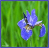 Blue flag iris