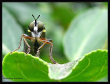 Robber fly (Asilidae)