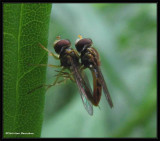 Hover flies (<em>Toxomerus</em>)