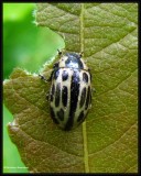 Cottonwood leaf beetle  (<em>Chrysomela scripta</em>)