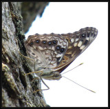 Hackberry emperor  (<em>Asterocampa celtis</em>)