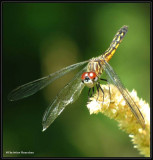 Blue dasher  (<em>Pachydiplax longipennis</em>), female