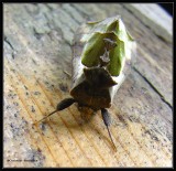 Green-patched looper moth (<em>Diachrysia balluca</em>) #8897
