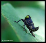 Leafhopper nymph (<em>Jikradia olitoria</em>)